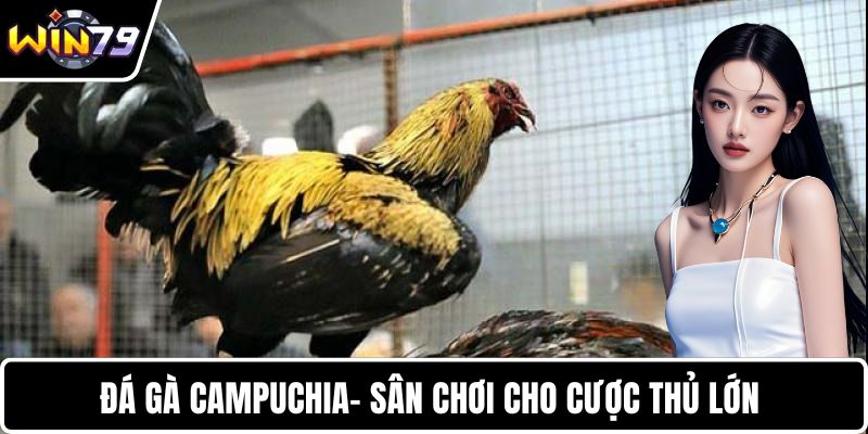 Đá gà Campuchia- Sân chơi cho cược thủ lớn