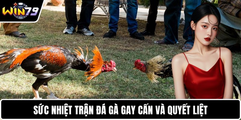 Sức nhiệt trận đá gà gay cấn và quyết liệt